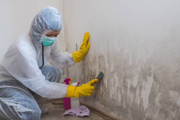 Why You Should Choose Our Mold Remediation Services in Eglin Af, FL